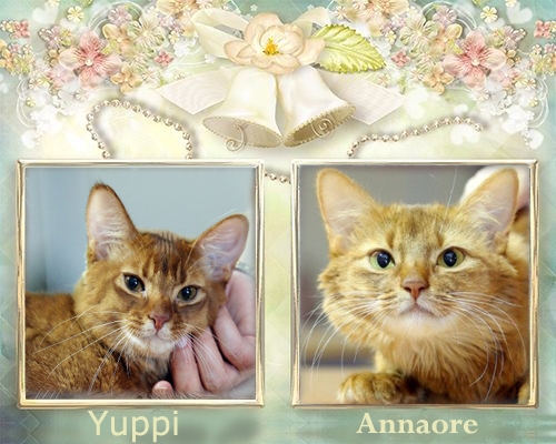 Litter G (D.O.B. 2/2/16) &quot;we have only two little girls available with surprised price&quot;
