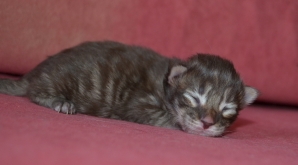We have  Maine Coon babies !!!
