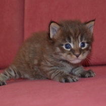 Hansel