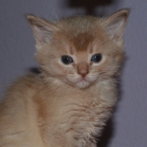 Malley