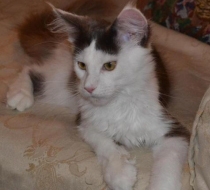 Aramis