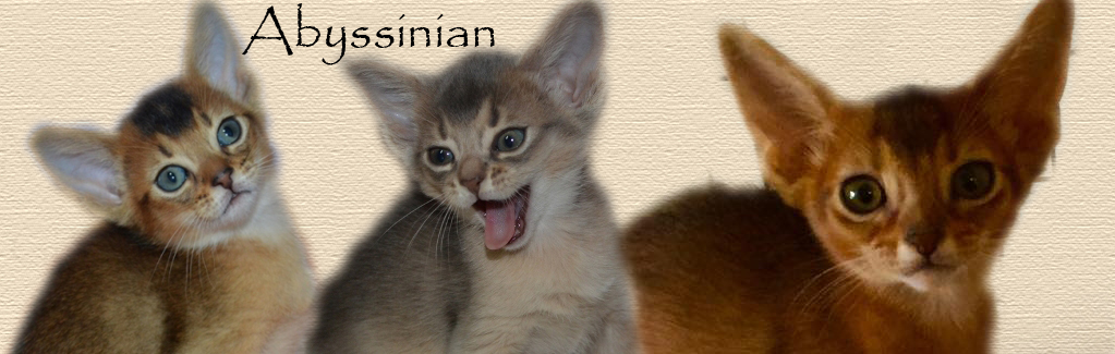 abyssinian-kittens.jpg