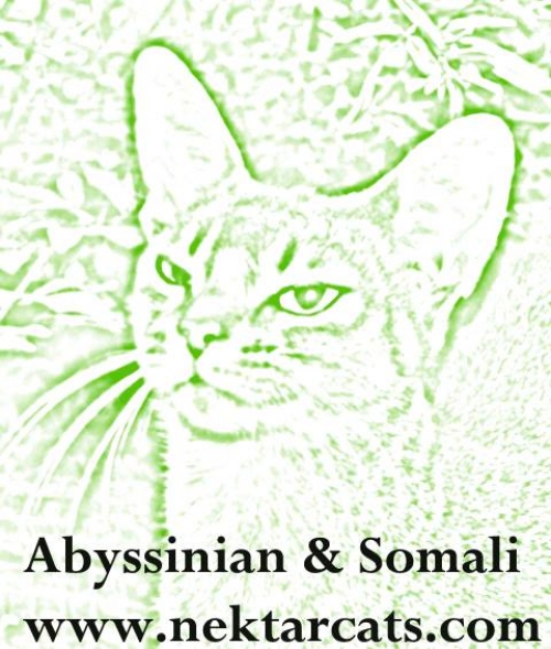 Abyssinian &amp; Somali